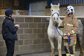 Horse in rehabilitation