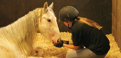 A horse in a stable being fed