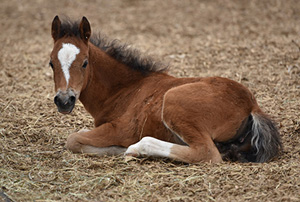 Rescued Horse